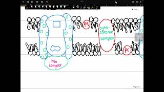 Noncyclic photophosphorylation  Light reaction  photosynthesis [upl. by Lindy492]