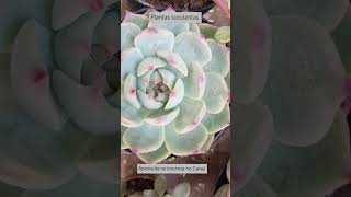 Echeveria parva lindsayana uma belíssima planta suculenta [upl. by Ettener]