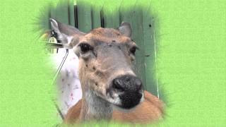 Wild Deer Teaches Meditation  a relaxing Tratak gazing Meditation [upl. by Aserret698]