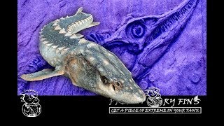 STURGEON FISH an ANCIENT and PREHISTORIC species [upl. by Tavie]