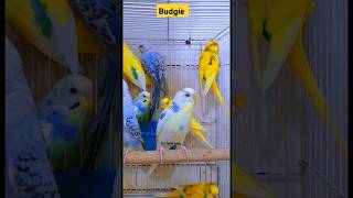 budgie real birds sound [upl. by Bose]