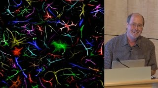 Ben Barres Stanford 1 What do reactive astrocytes do [upl. by Brietta841]