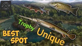 BEST SPOT EASY FISHING UNIQUE LONGNOSE GAR  FISHING PLANET  NEHERRIN RIVER [upl. by Nnovahs]