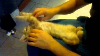 Gizmo  Un chaton qui baille quand on le chatouille [upl. by Thaddeus]