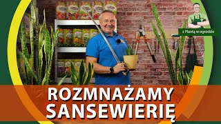 Jak rozmnożyć sansewierie  Z PLANTĄ W OGRODZIE [upl. by Jonah]