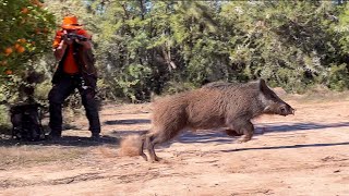 Chasse Sanglier au maroc Chichaoua  Wild Boar Hunting 20232024 Partie 13 [upl. by Balch557]