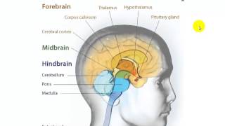 32 Parts of the Brain [upl. by Noynek107]