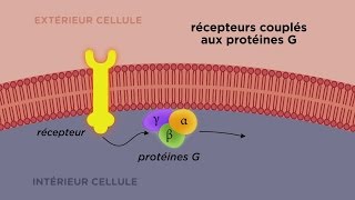 MOOC côté cours  Les différents types de récepteurs cellulaires [upl. by Siravat]