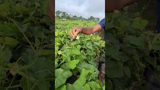 Amazing Hand Pollination of Pointed Gourd shorts [upl. by Cl]