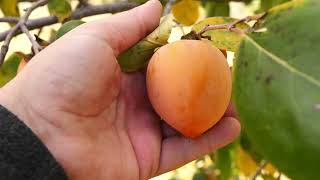 Englands Persimmon Tasting 2024  American Hybrid Efforts [upl. by Gilliette]