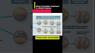 Sister Chromatids Prophase II vs Mitosis Prophase [upl. by Ellynn574]