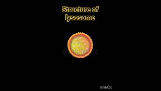 Structure of lysosome lysosomes structure  Lysosome Structure And Functions  Class 11 Biology [upl. by Loats]