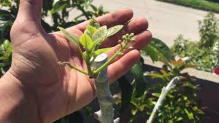 New Additions and Updates to the MultiGrafted Avocado Tree Year Round Avocados in Times of Crisis [upl. by Maribeth691]