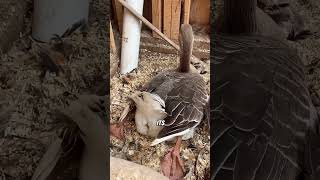 Goose lays eggs with difficulty animals goose shorts [upl. by Monahan42]