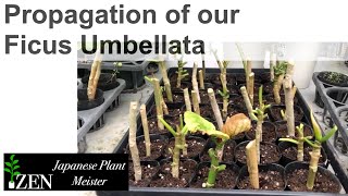 Propagation of our Ficus Umbellata by Japanese Plant Meister [upl. by Yahsan658]