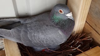 Racing Pigeon Breeding Plans [upl. by Judas]