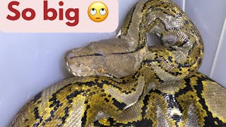 Huge Female reticulated Python snake reptiles snake animals nature [upl. by Ayin924]