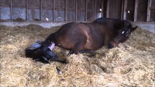 Mare giving birth to all Black stud colt [upl. by Lundeen]