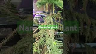 Name the plant trending shorts ytshorts youtube garden gardening viraldance yt fyp [upl. by Mandal]