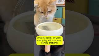 How to make catnip tea for cats [upl. by Ume]