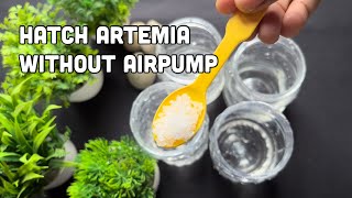 Brine Shrimp Hatching without air pump  Artemia hatching method without Airpump [upl. by Nerrej]