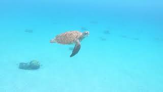 Snorkelen met schildpadden Playa Grandi Curaçao [upl. by Aivax]