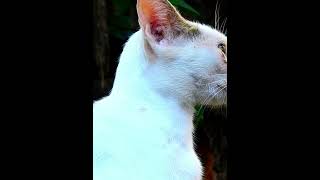 Reell Cutest Cats Video 95 [upl. by Alvie231]