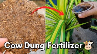 Cow Dung Liquid Fertilizer Surprising Results 😮  Easy Steps [upl. by Stephania839]