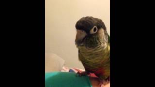 Green cheek conure talking [upl. by Adnyleb]