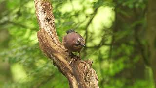 Woodland birding and lochside [upl. by Huston225]