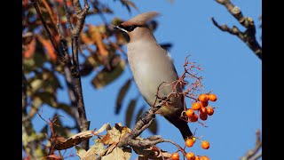 Bohemian Waxwings Bridlington East Yorkshire 221023 [upl. by Edras711]