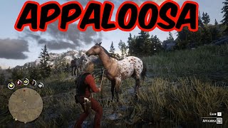 Wild Appaloosa location RDR2 [upl. by Eve]