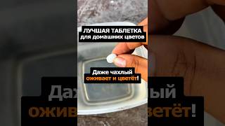 Лучшая таблетка для домашних цветов Даже чахлый оживает сад огород цветы дача [upl. by Unders]