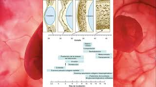 Embriología del Ojo parte 3 Cornea [upl. by Adnawuj]