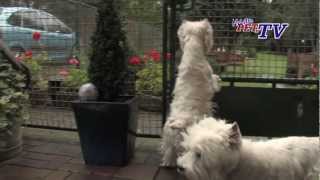 West Highland White Terrier Informationen zur Rasse [upl. by Archibold]