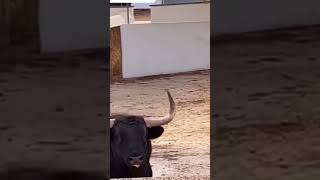 SUPER TORO CASTA BRAVA IMPRESIONANTE ASTADO EN LOS TORILES 🐂💥 shorts toros shortvideo bravos [upl. by Thekla]