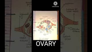 Ovary diagram biology bams youtubeshorts anatomy neet2025 science shorts eggformation [upl. by Correy]