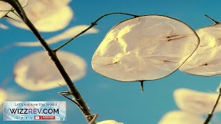 Flowers Lunaria Silver Dollar Money Plant – Seeds Review [upl. by Pudendas822]