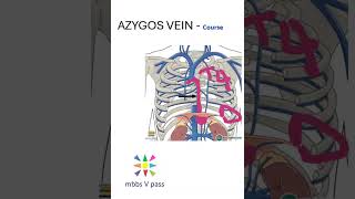 Anatomy Thorax 244 Azygos vein course diaphragm superior vena cava lung [upl. by Nojid]