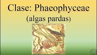 Clase Phaeophyceae Algas PardasBIOPEDIA [upl. by Villiers]