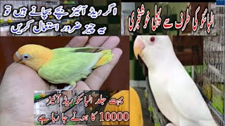 Albino red eyes 10000 ka hone ja raha [upl. by Ramirol]