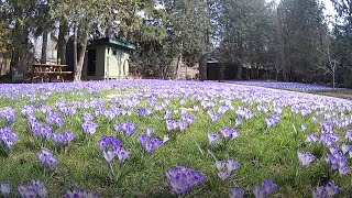 A timelapse after planting 10000 crocuses in a lawn [upl. by Yretsym797]