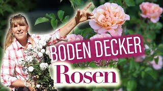 BodenDeckerRosen pflanzen u schneiden  Fluch oder Segen Die 13 beliebtesten ROSEN Überraschung [upl. by Montana]