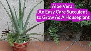 Aloe Vera An Easy Care Succulent To Grow As A Houseplant  Joy Us Garden [upl. by Sela]