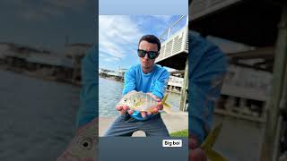 Baby Jack Crevalle out of the Canal just goofin around fishing jacks [upl. by Mohammad]