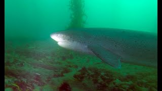 Sevengill Shark in Carlsbad California [upl. by Anitteb]