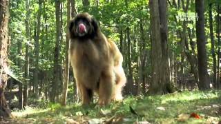 Dog Breeds 101 Video Leonberger [upl. by Leverick]