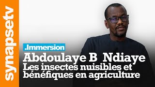 Lentomologie au Sénégal  les insectes nuisibles et bénéfiques en agriculture [upl. by Ylen391]