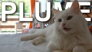 PLUME LANGORA TURC  PAROLE DE CHAT [upl. by Nitz]