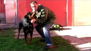 Rottweiler Baco Gefahr oder Familiensegen [upl. by Skantze]